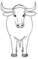 An Ox (c. lelliott)